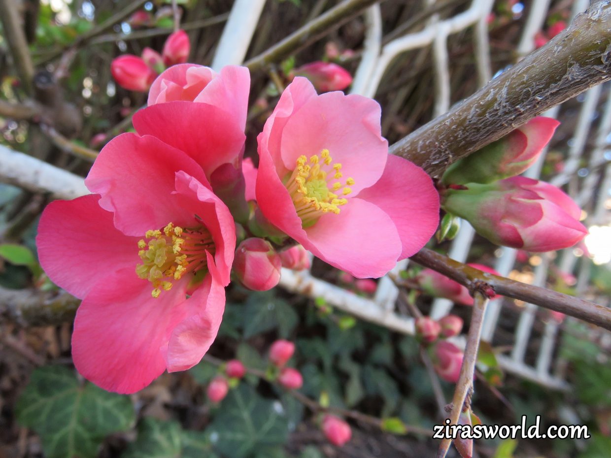 Chaenomeles Japonica