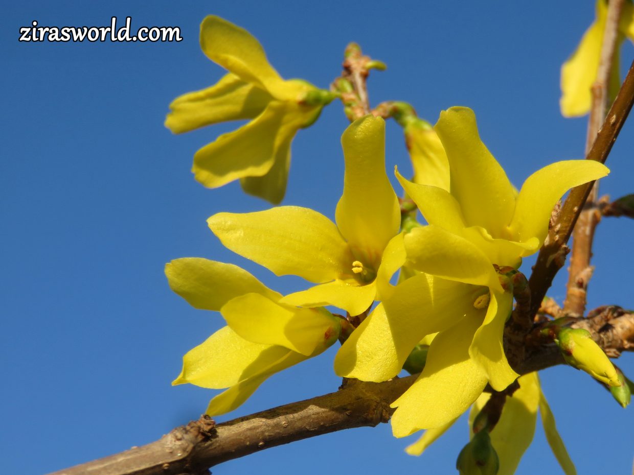 Forsythia × Intermedia