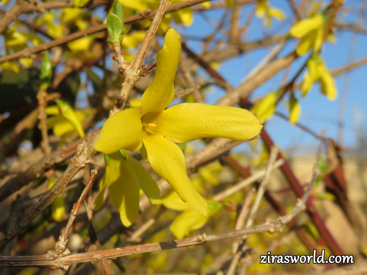 Forsythia × Intermedia