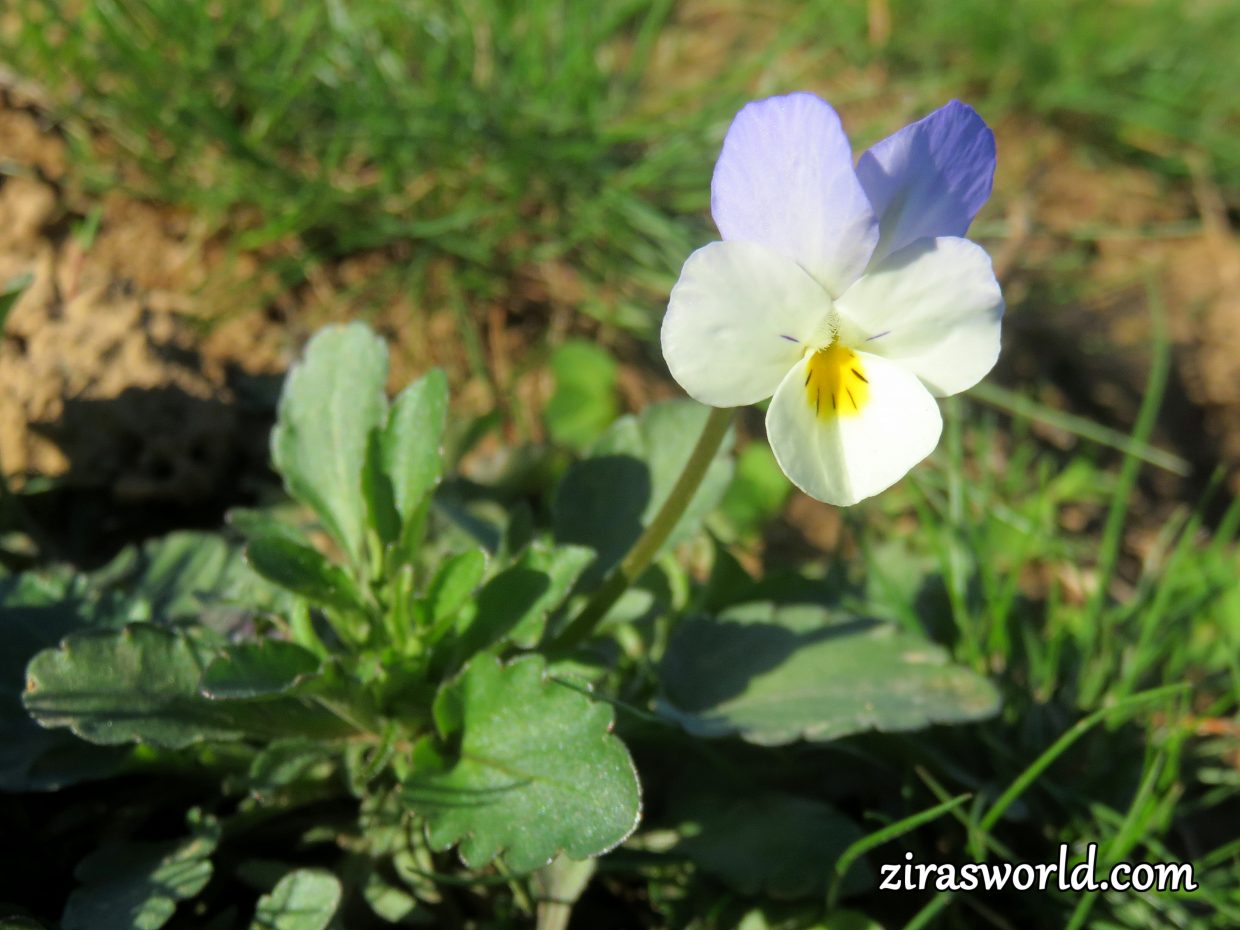 Viola Arvensis