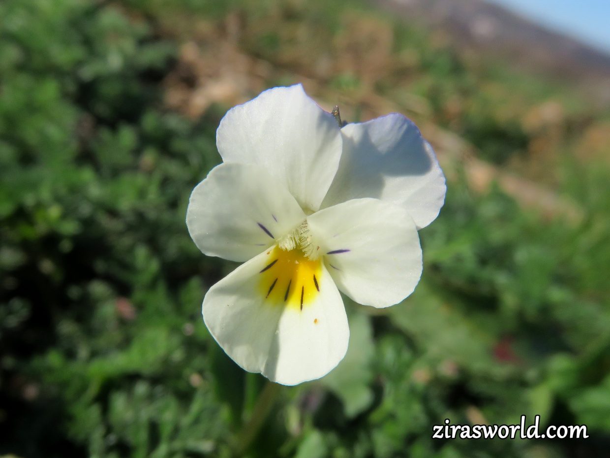 Viola Arvensis