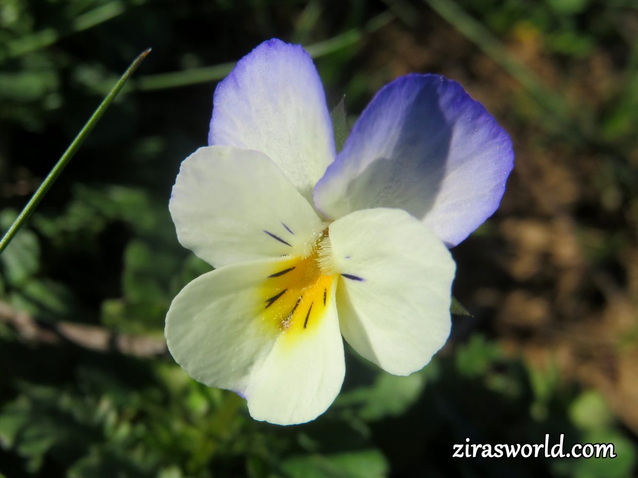 Viola Arvensis