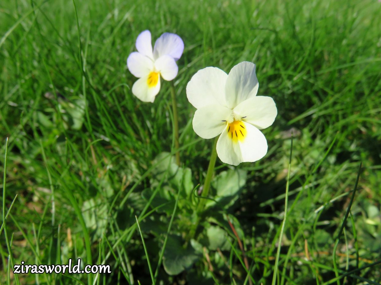 Viola Arvensis