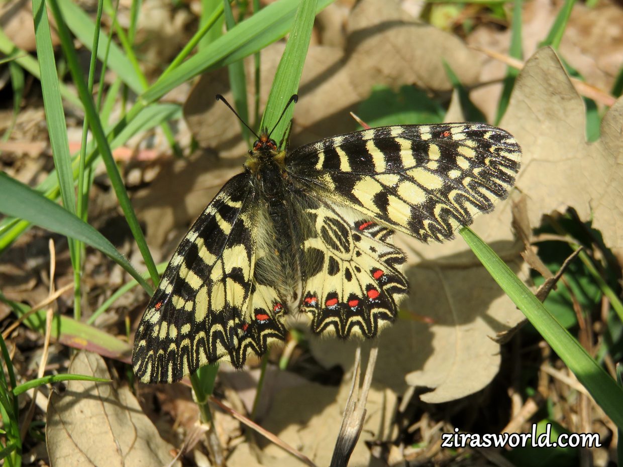 Zerynthia Polyxena