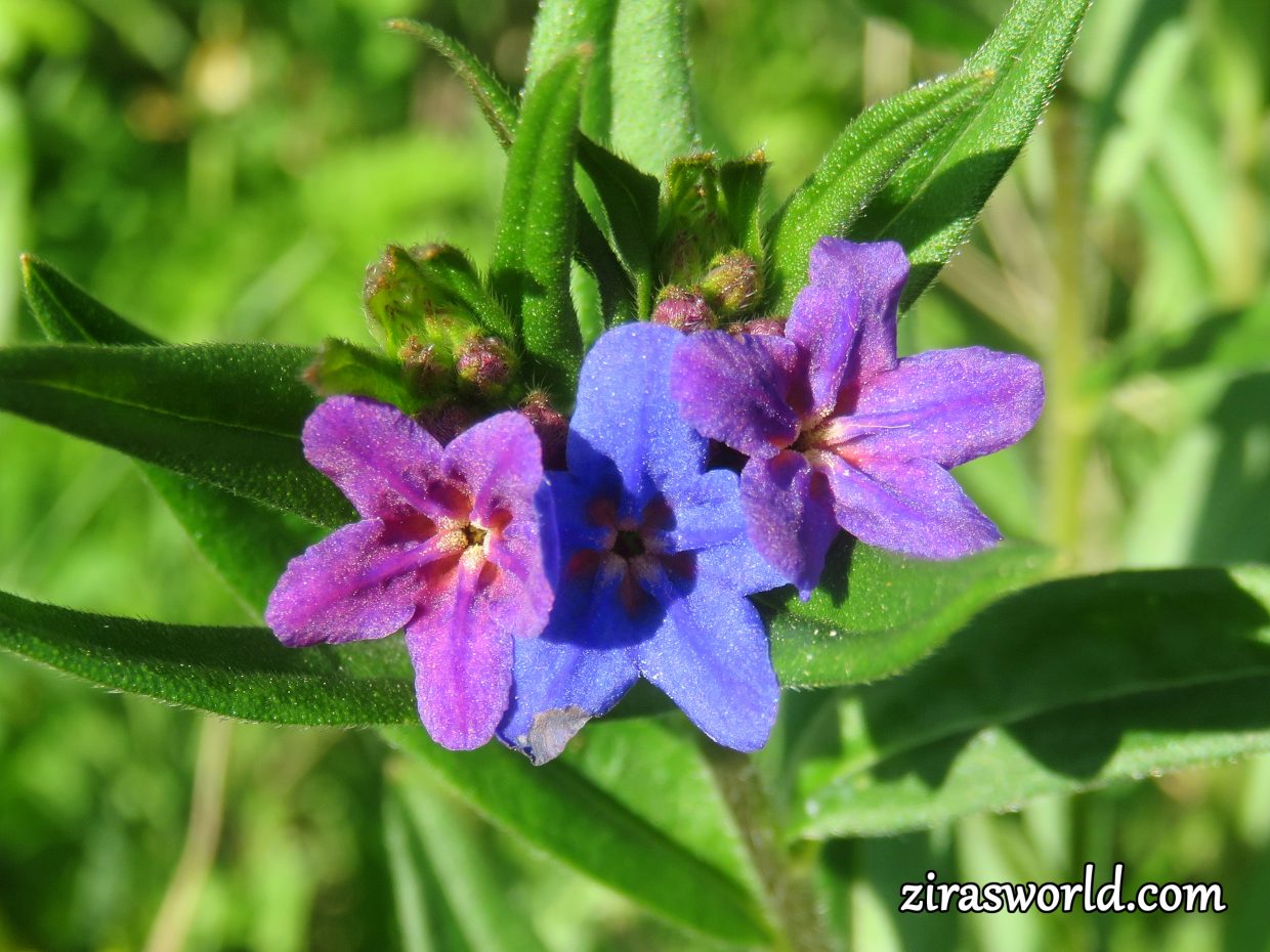 Lithospermum Purpurocaeruleum