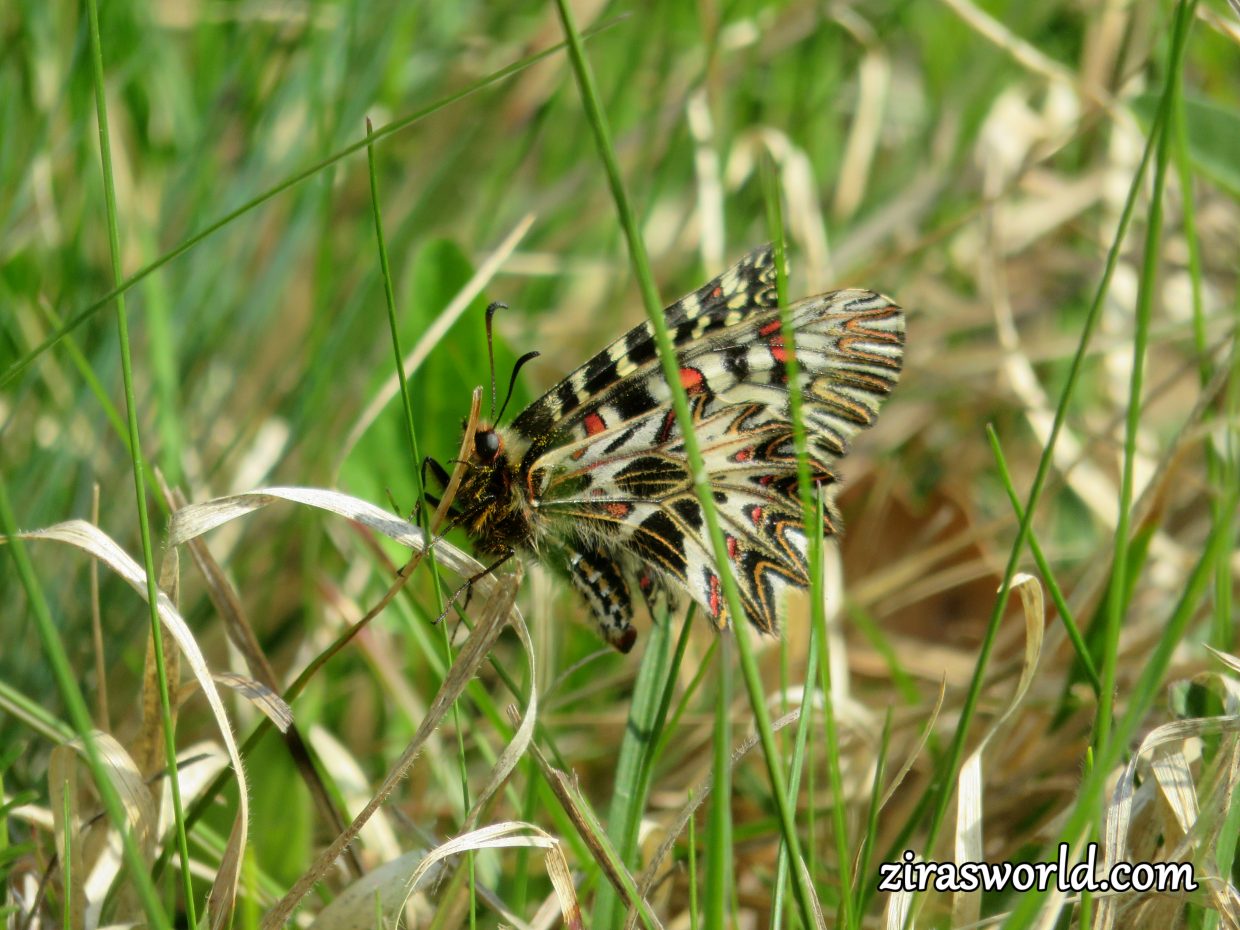 Zerynthia Polyxena