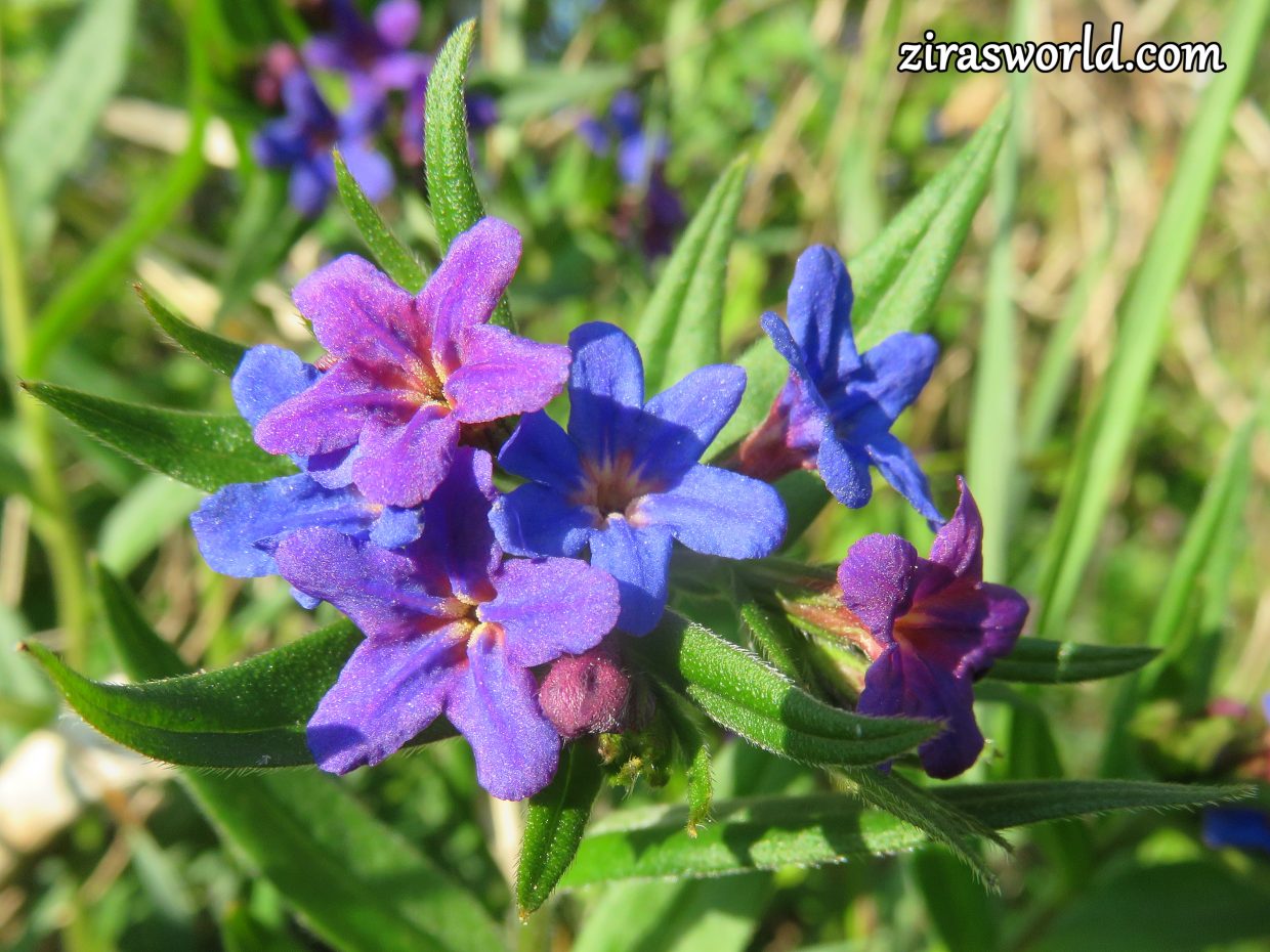 Lithospermum Purpurocaeruleum
