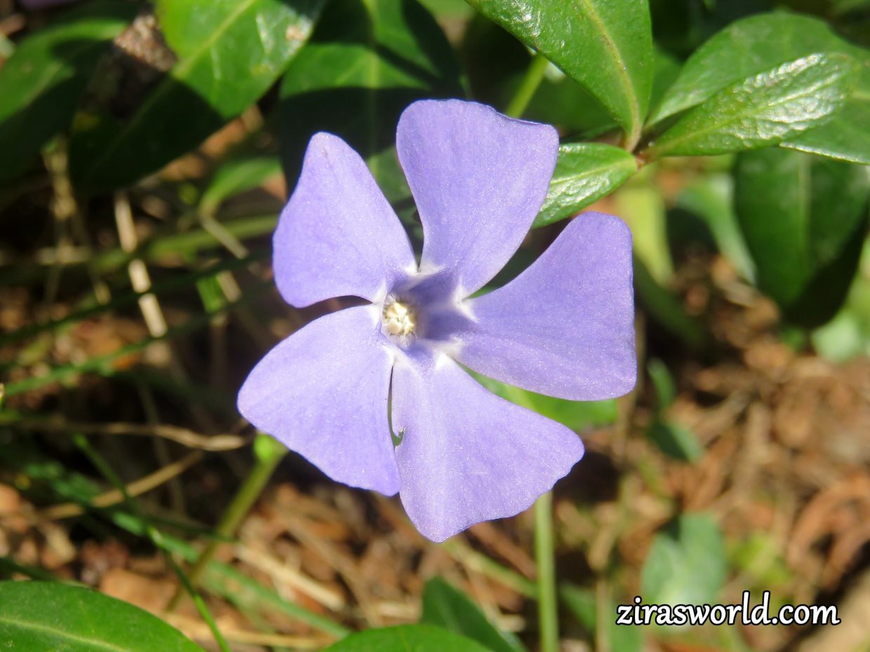 Vinca Minor