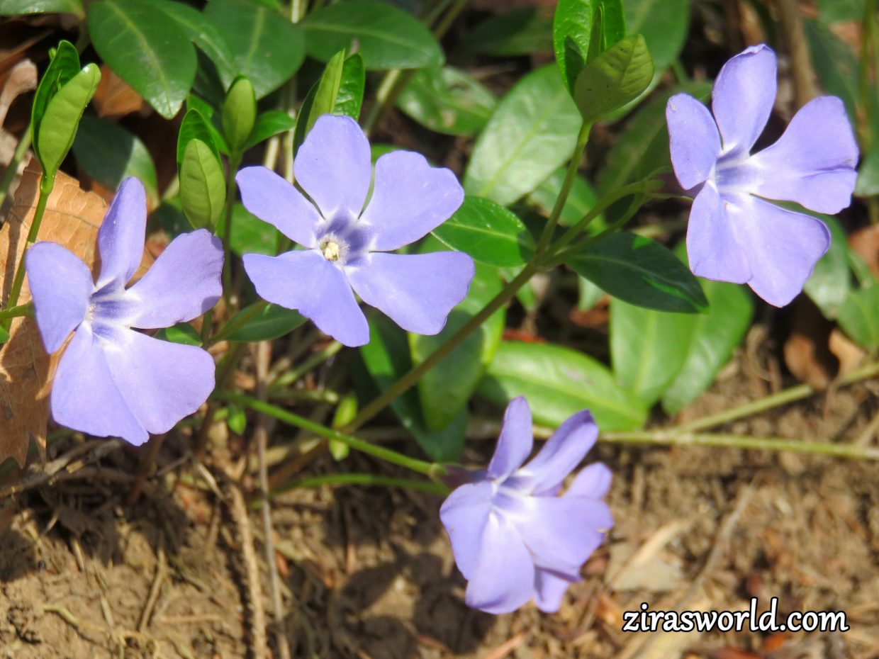 Vinca Minor