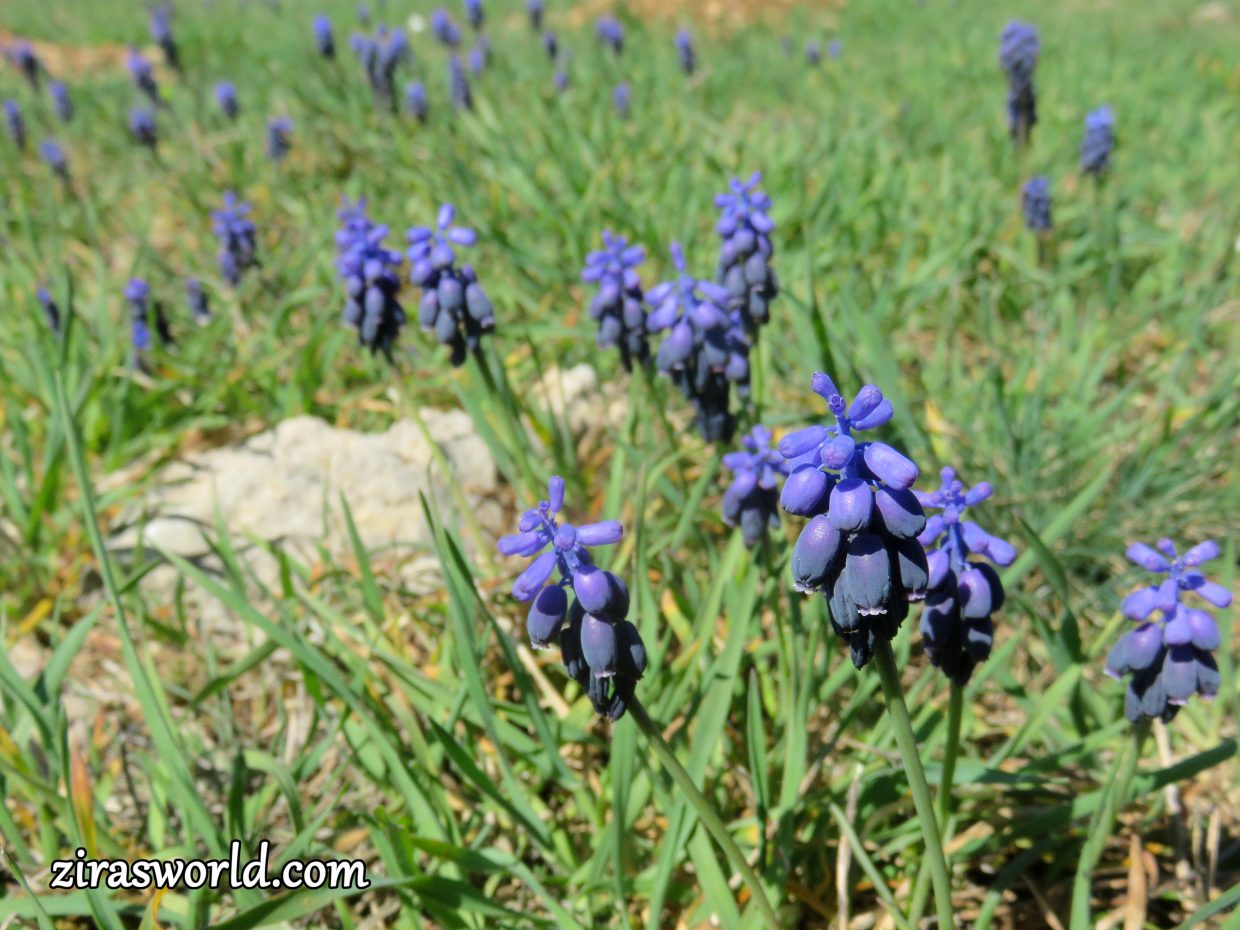 Muscari Neglectum