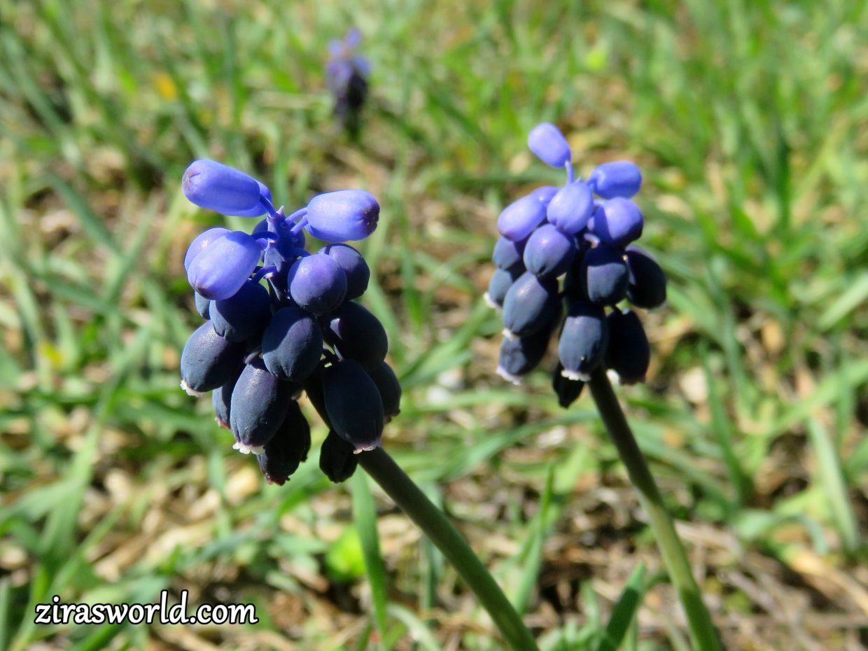 Muscari Neglectum