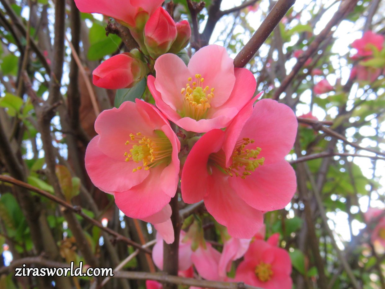 Chaenomeles Japonica