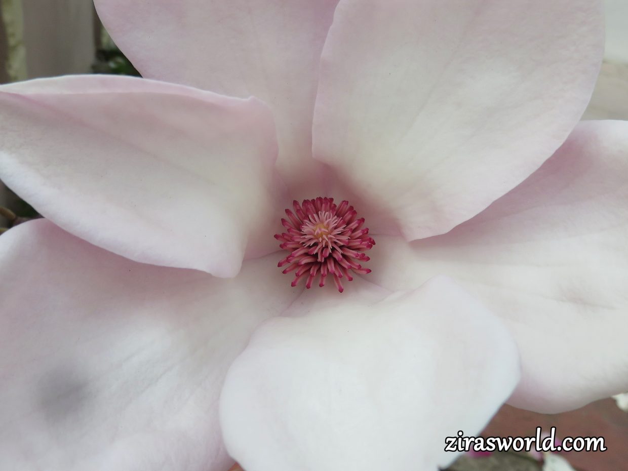 Magnolia × Soulangeana