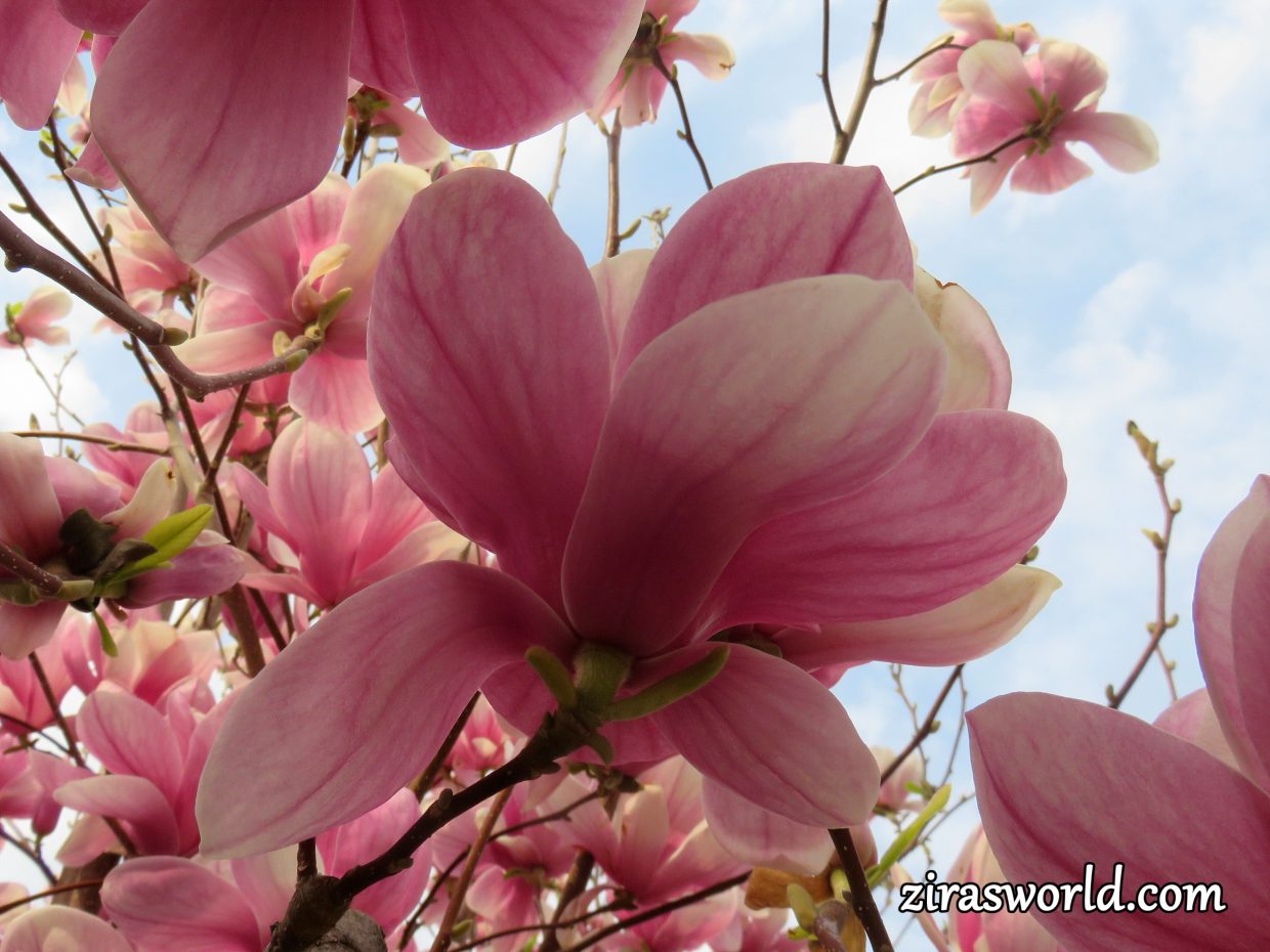 Magnolia × Soulangeana