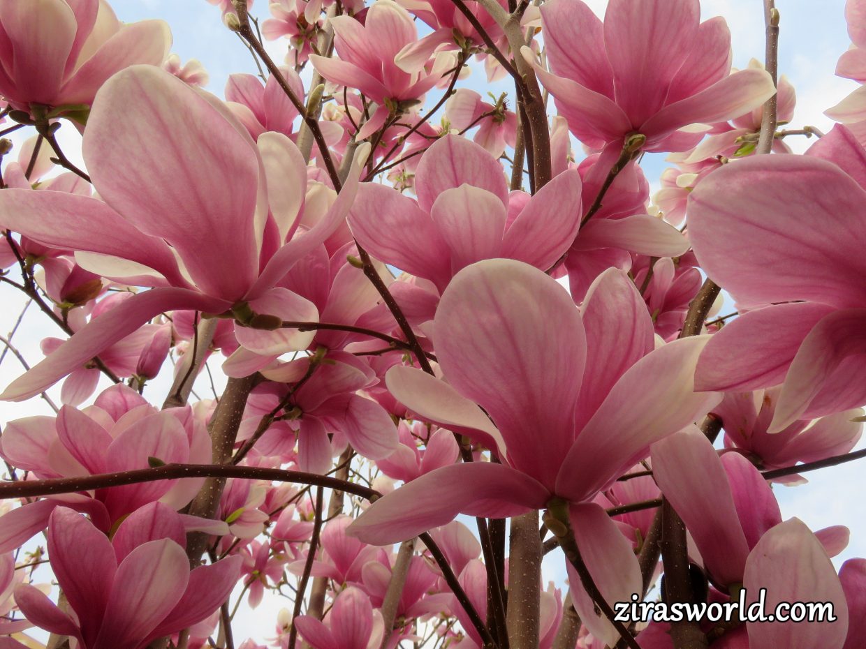 Magnolia × Soulangeana