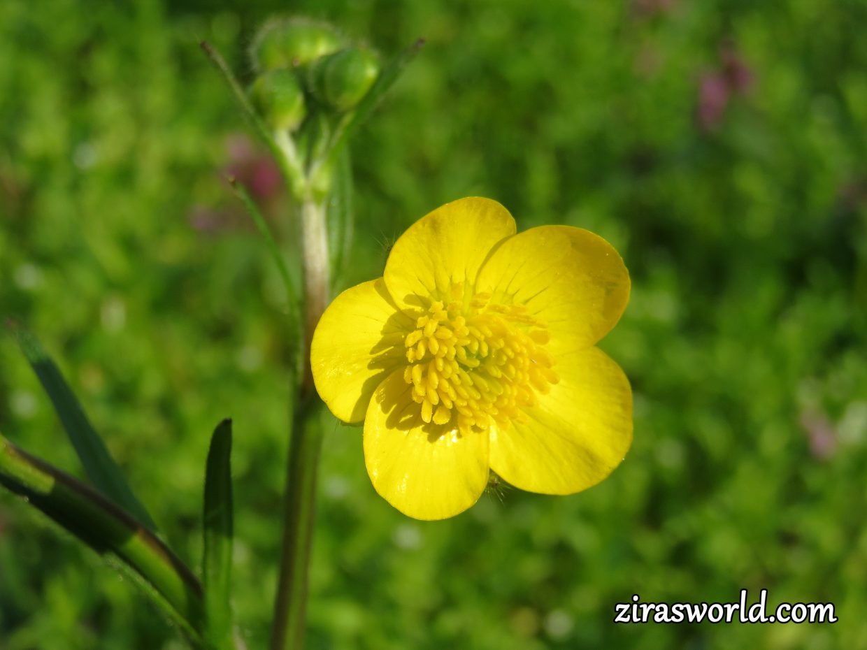 Ranunculus Acris