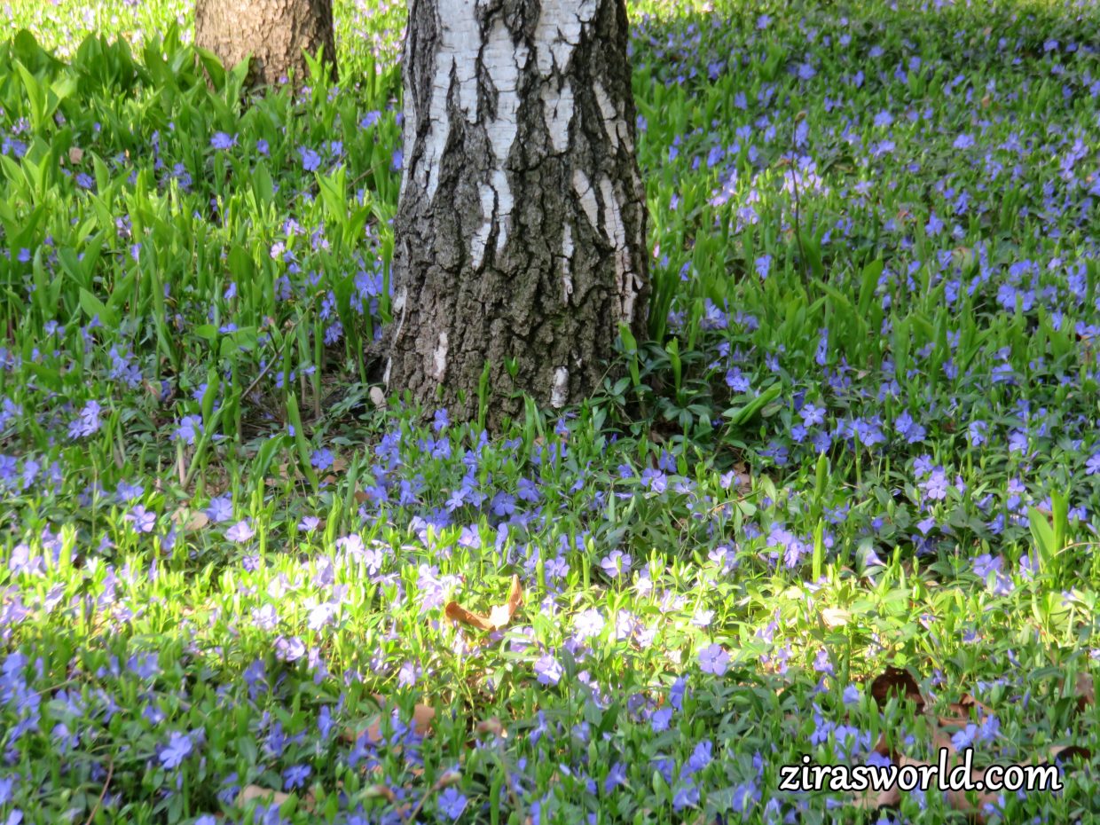 Vinca Minor