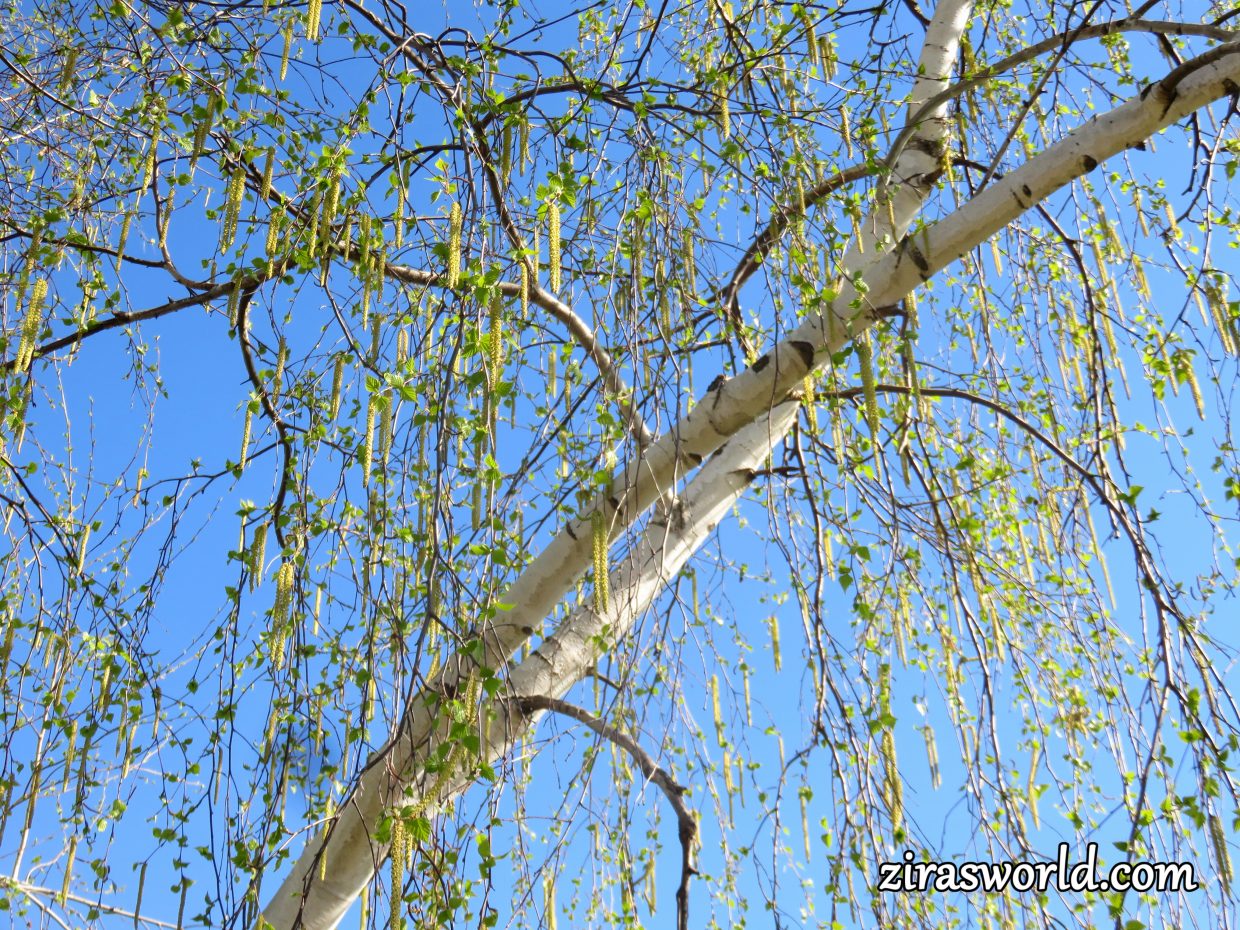 Betula Papyrifera