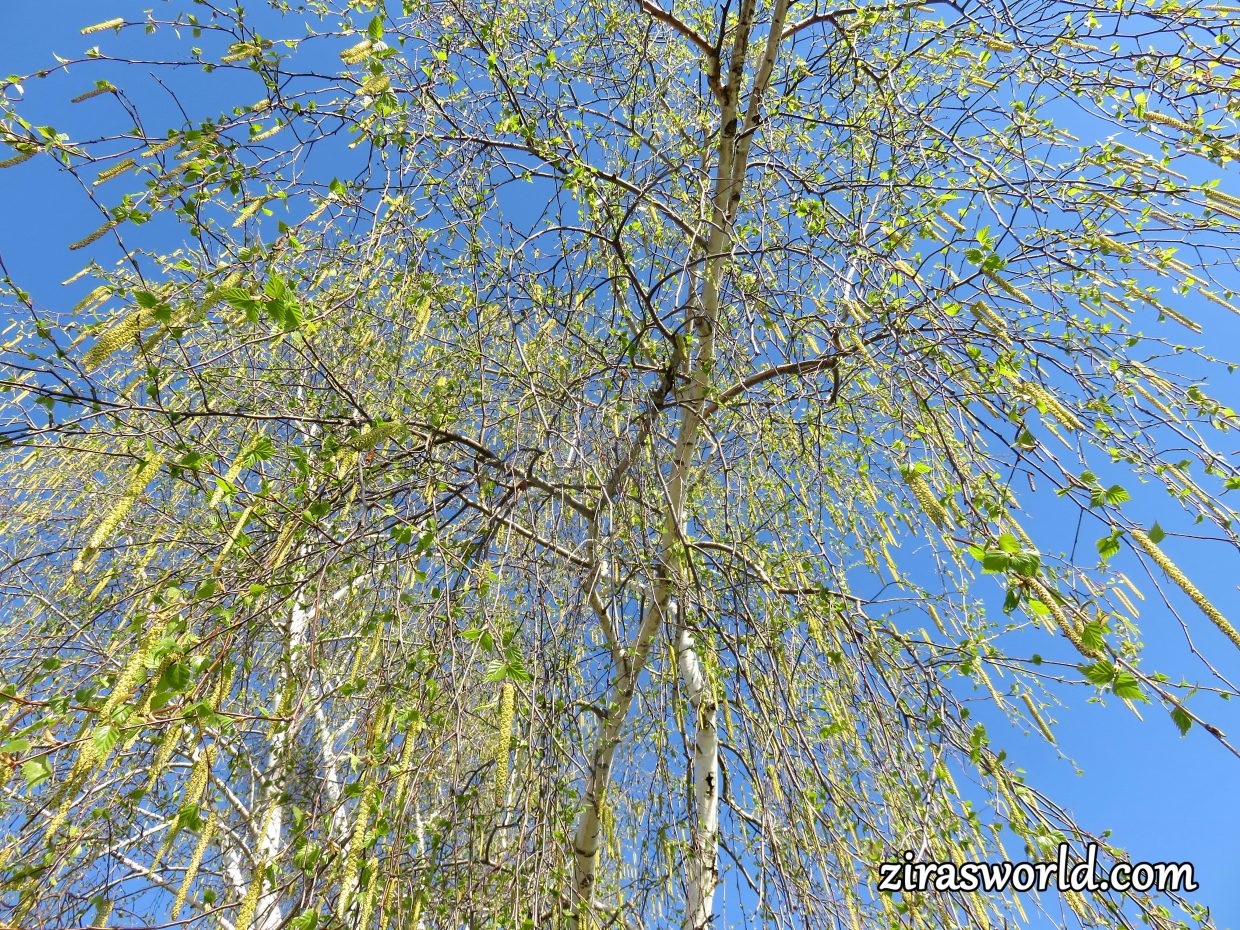 Betula Papyrifera