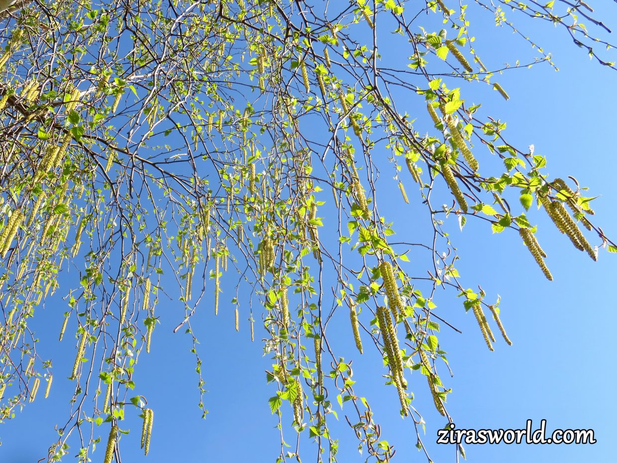 Betula Papyrifera