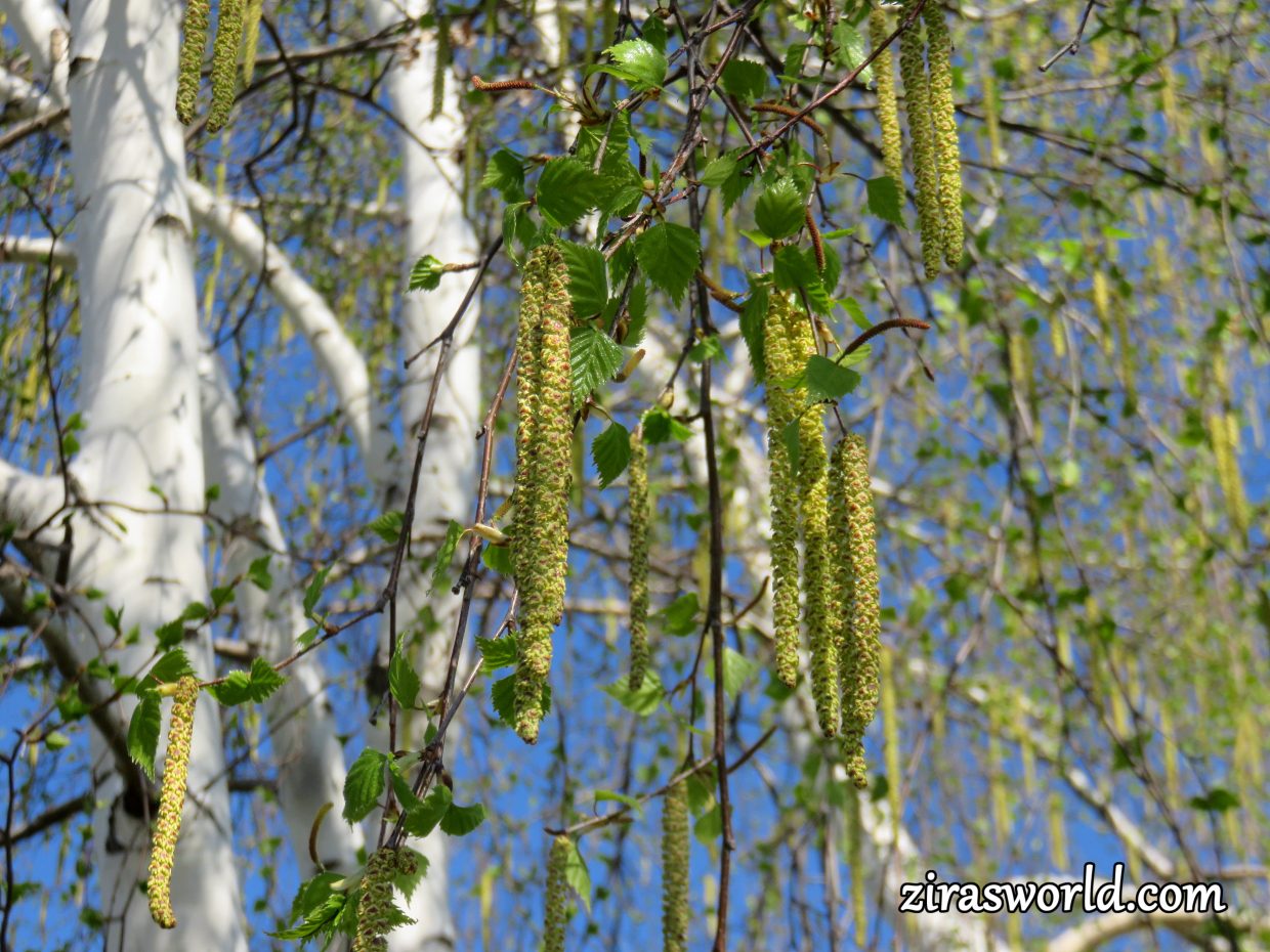 Betula Papyrifera