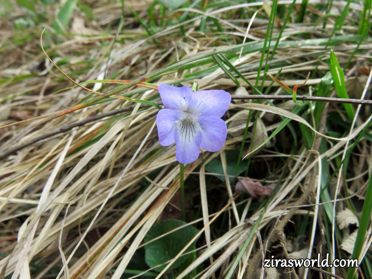 Viola Riviniana