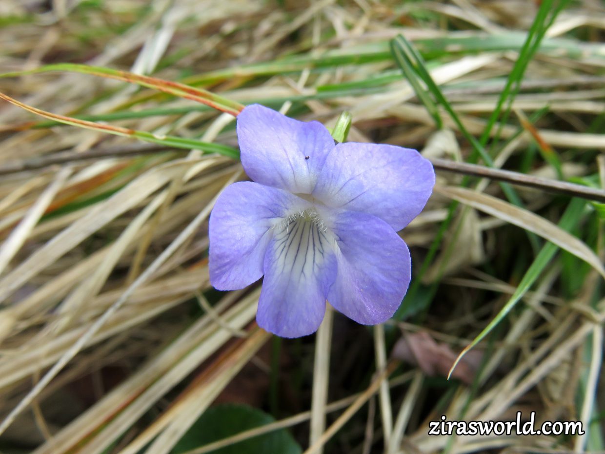 Viola Riviniana