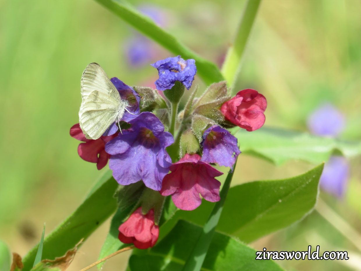 Leptidea Sinapis On A Pulmonaria Mollis