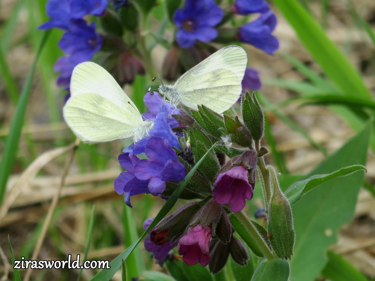Leptidea Sinapsis Butterflies