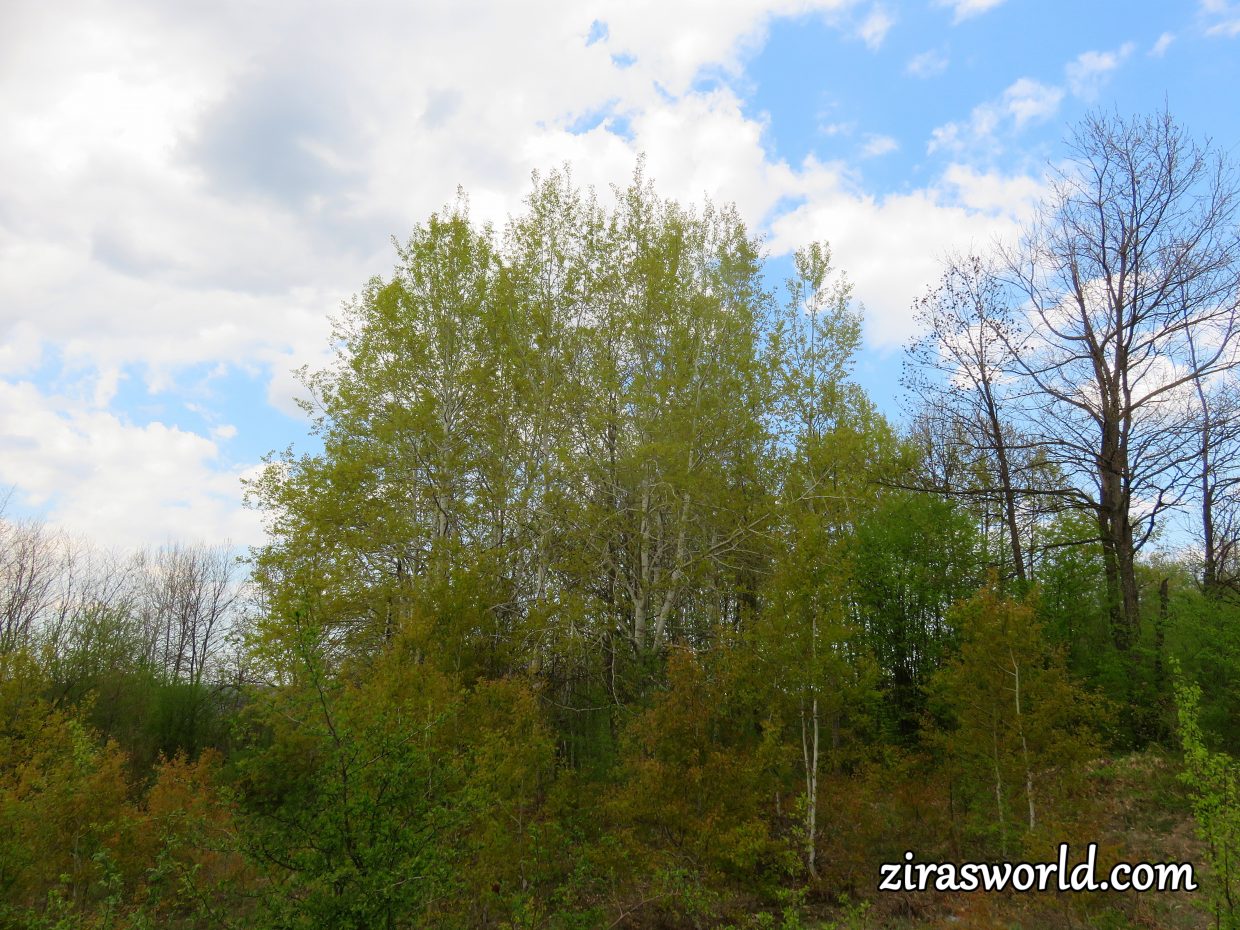Mid April Wood