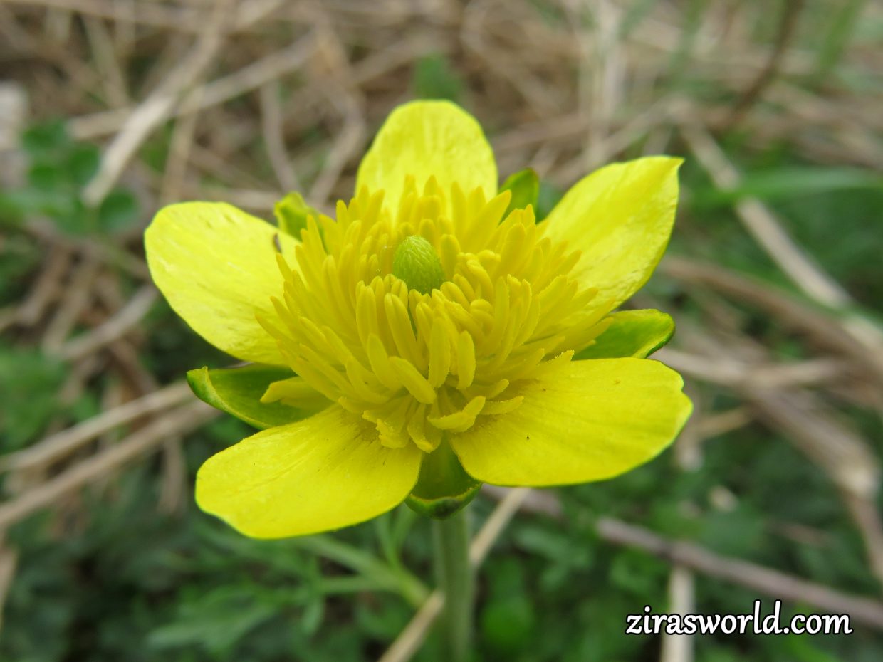 Ranunculus Repens