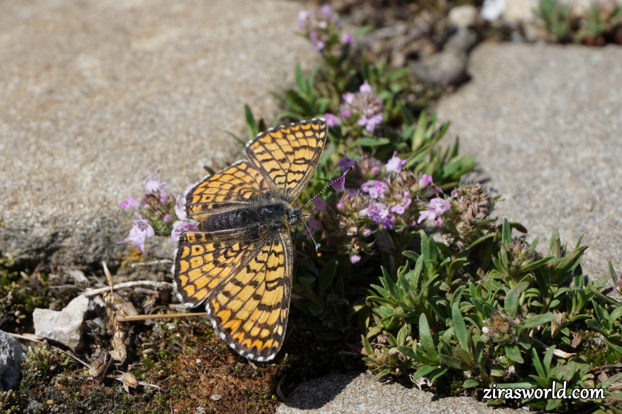 Melitaea Athalia