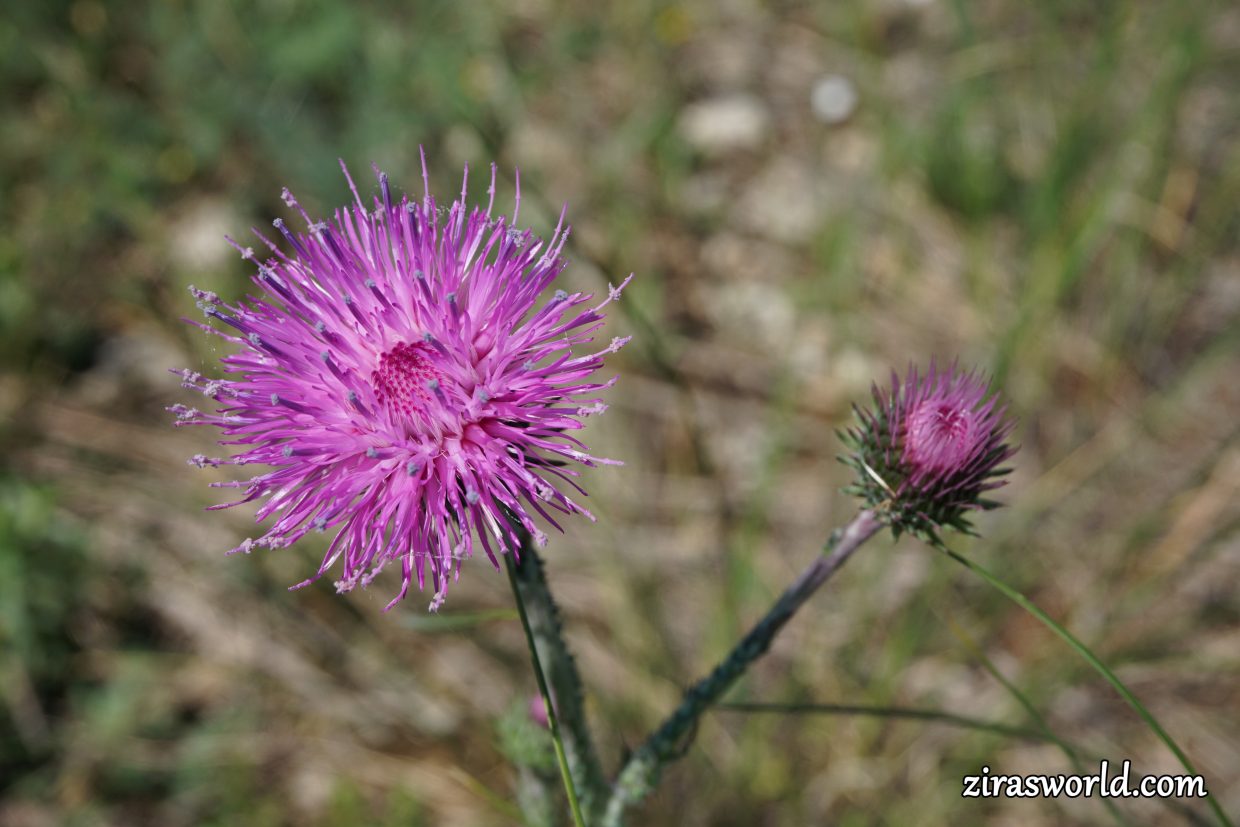 Onopordum Аcanthium