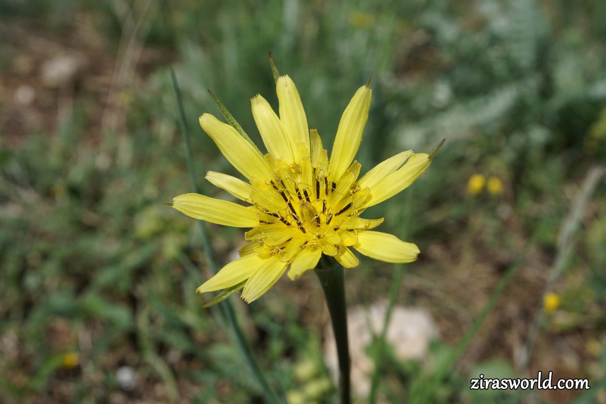 Tragopogon Pratensis
