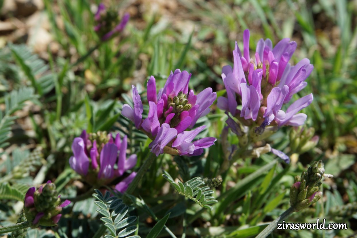 Astragalus Onobrychis