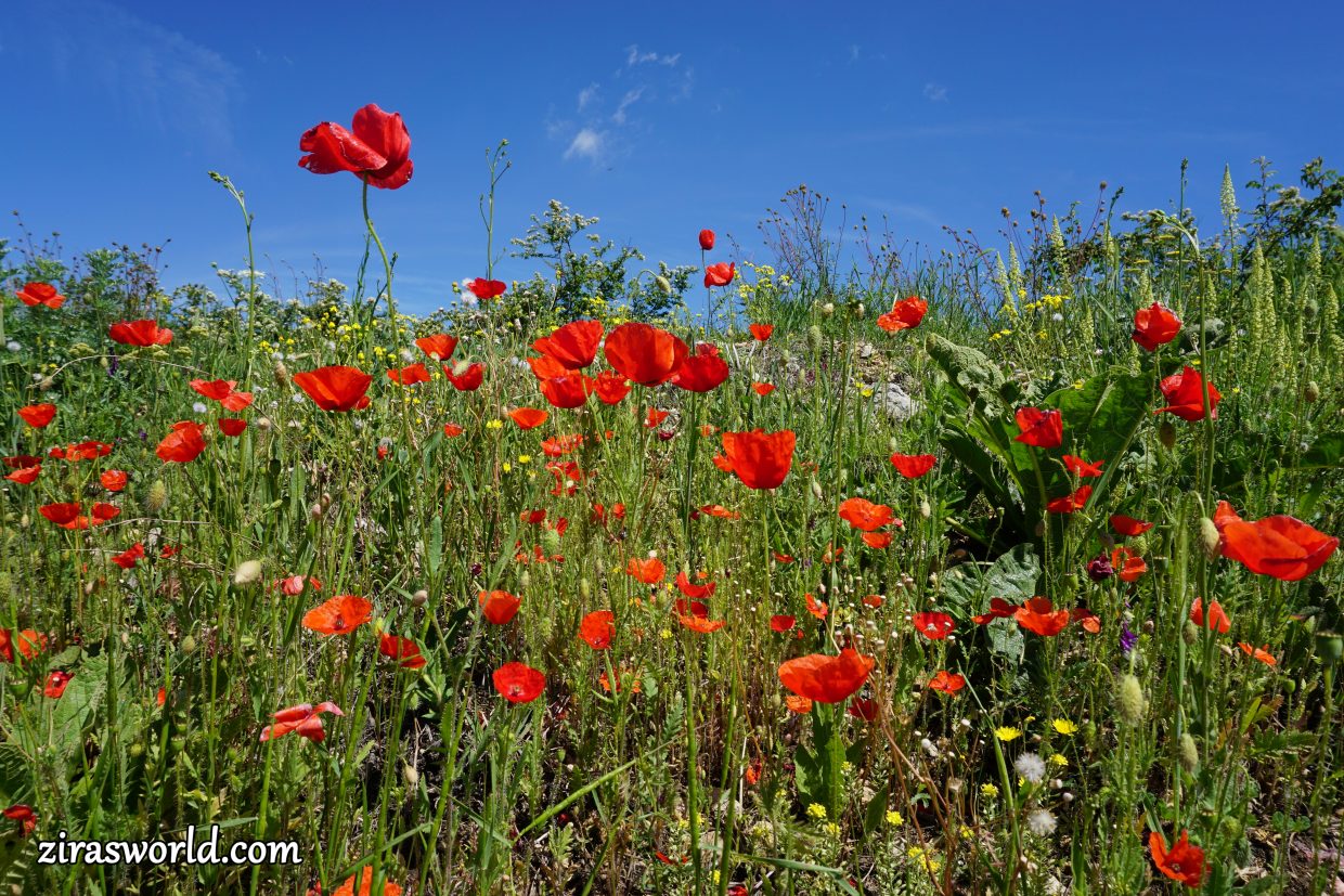 Papaver Rhoeas