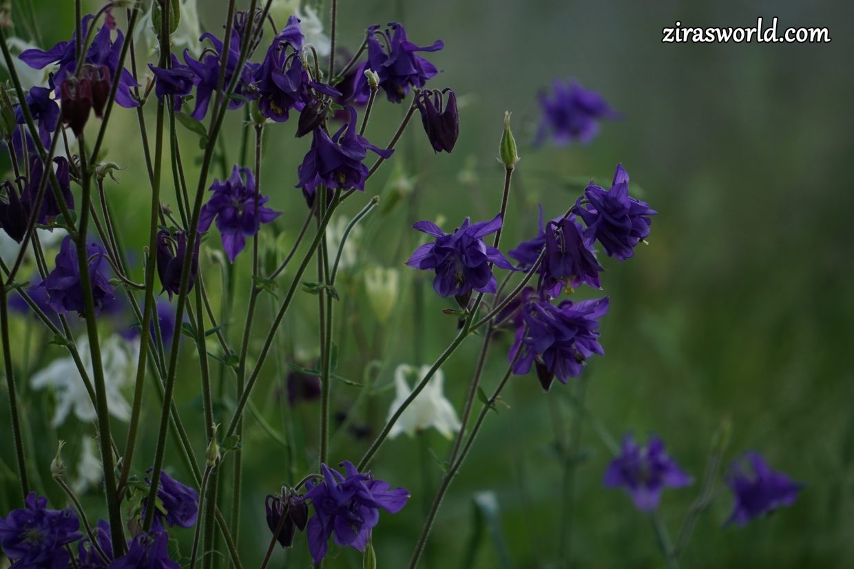 Aquilegia Vulgaris