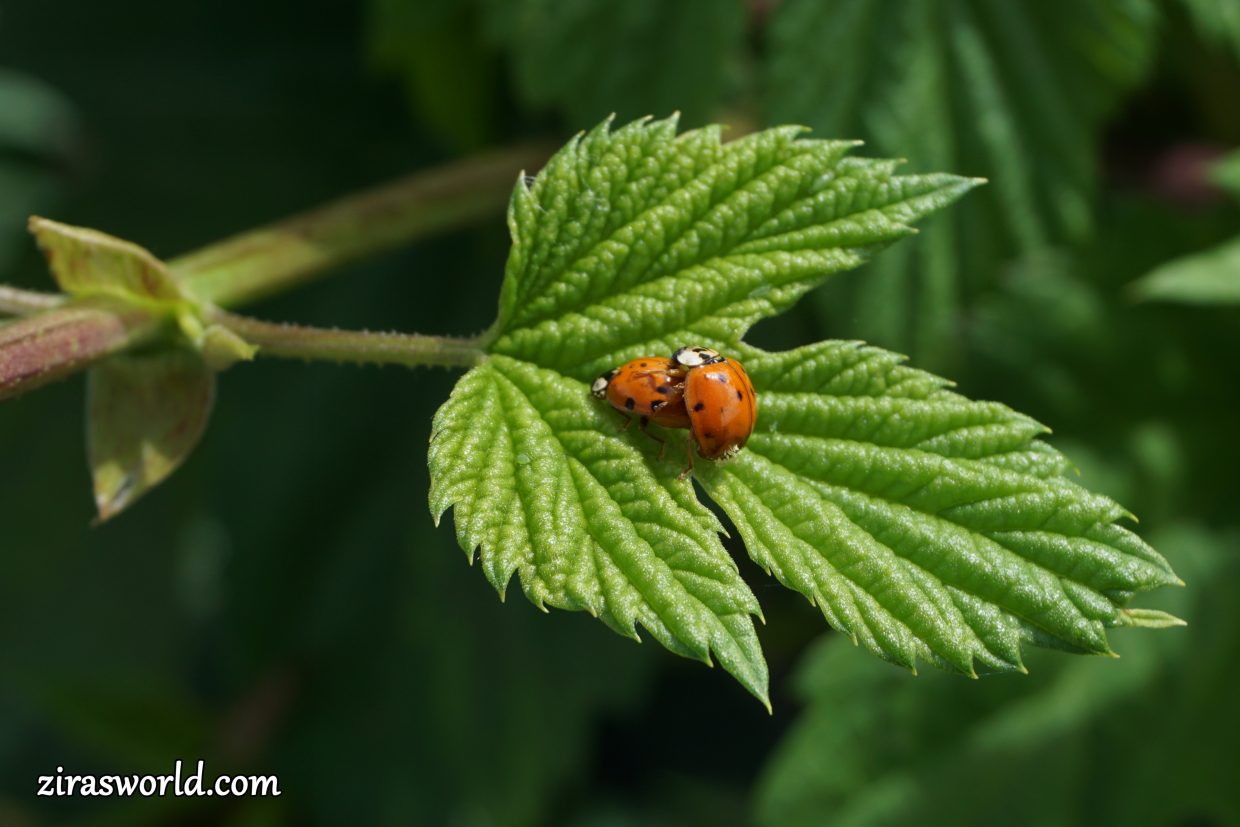 Two Ladybugs Mating On A Leaf