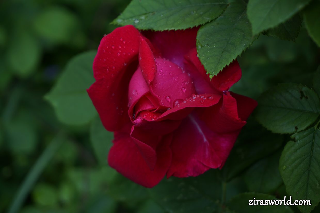 Red Rose After Rain