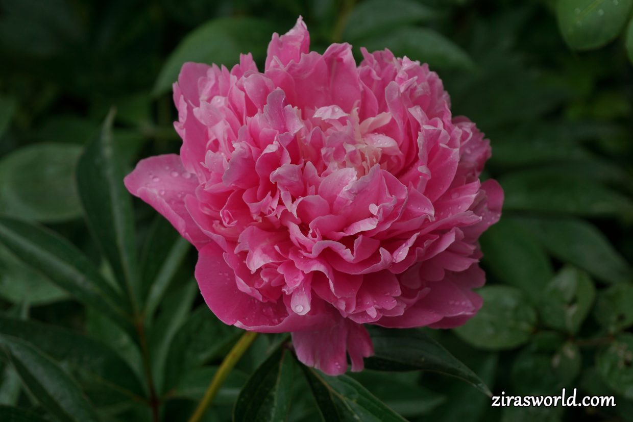 Pink Peony