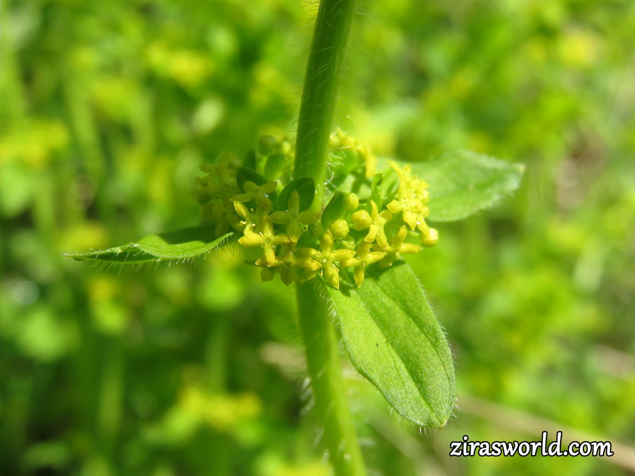 Cruciata Laevipes