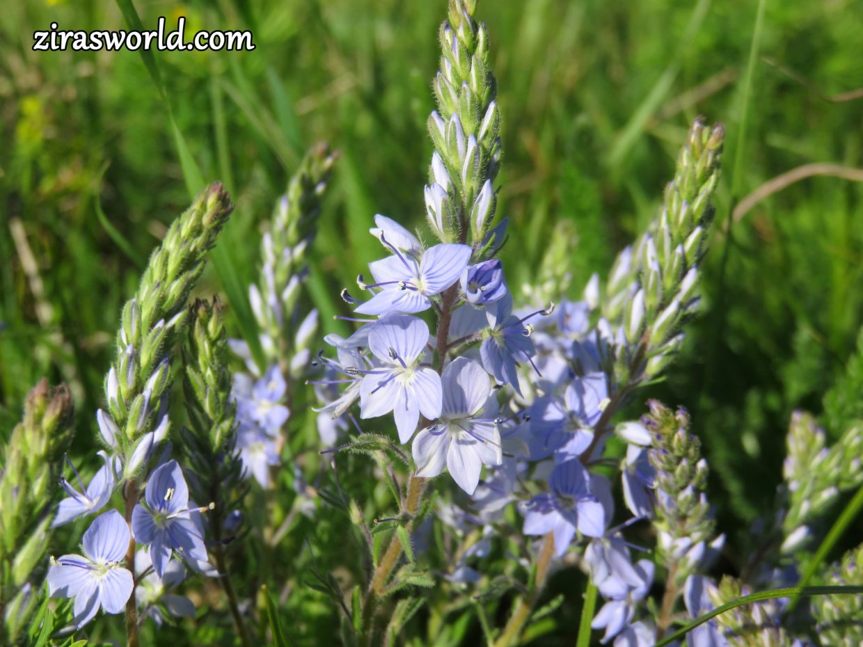 Veronica Officinalis