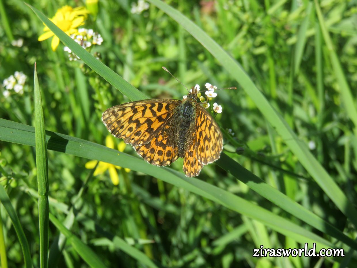 Boloria Euphrosyne