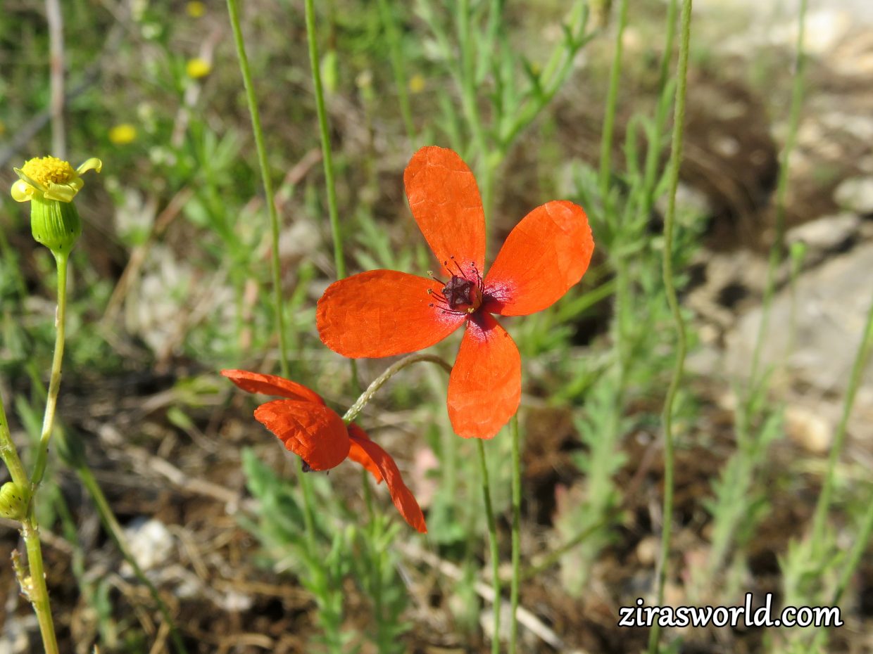 Papaver Rhoeas