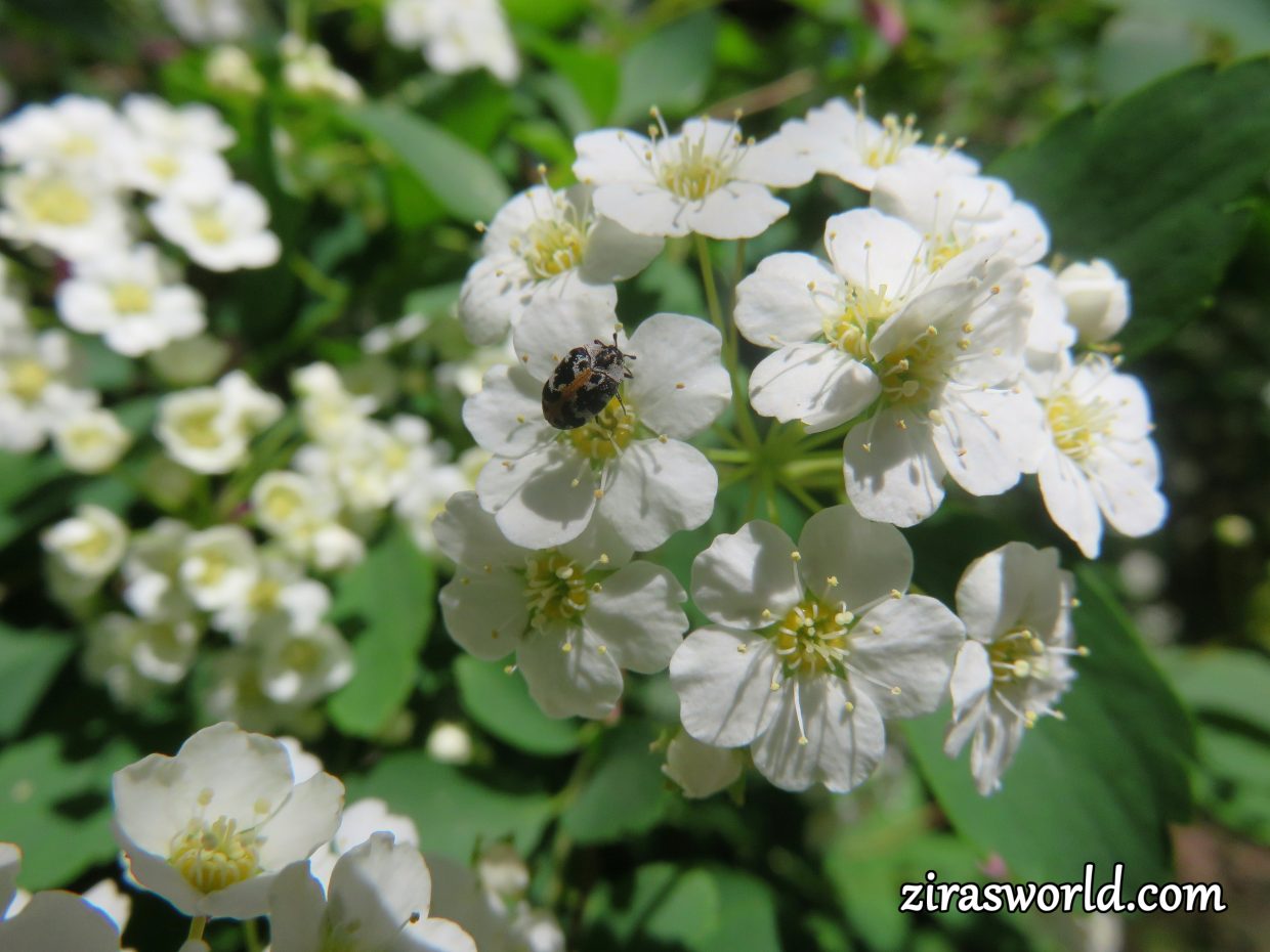 Spiraea
