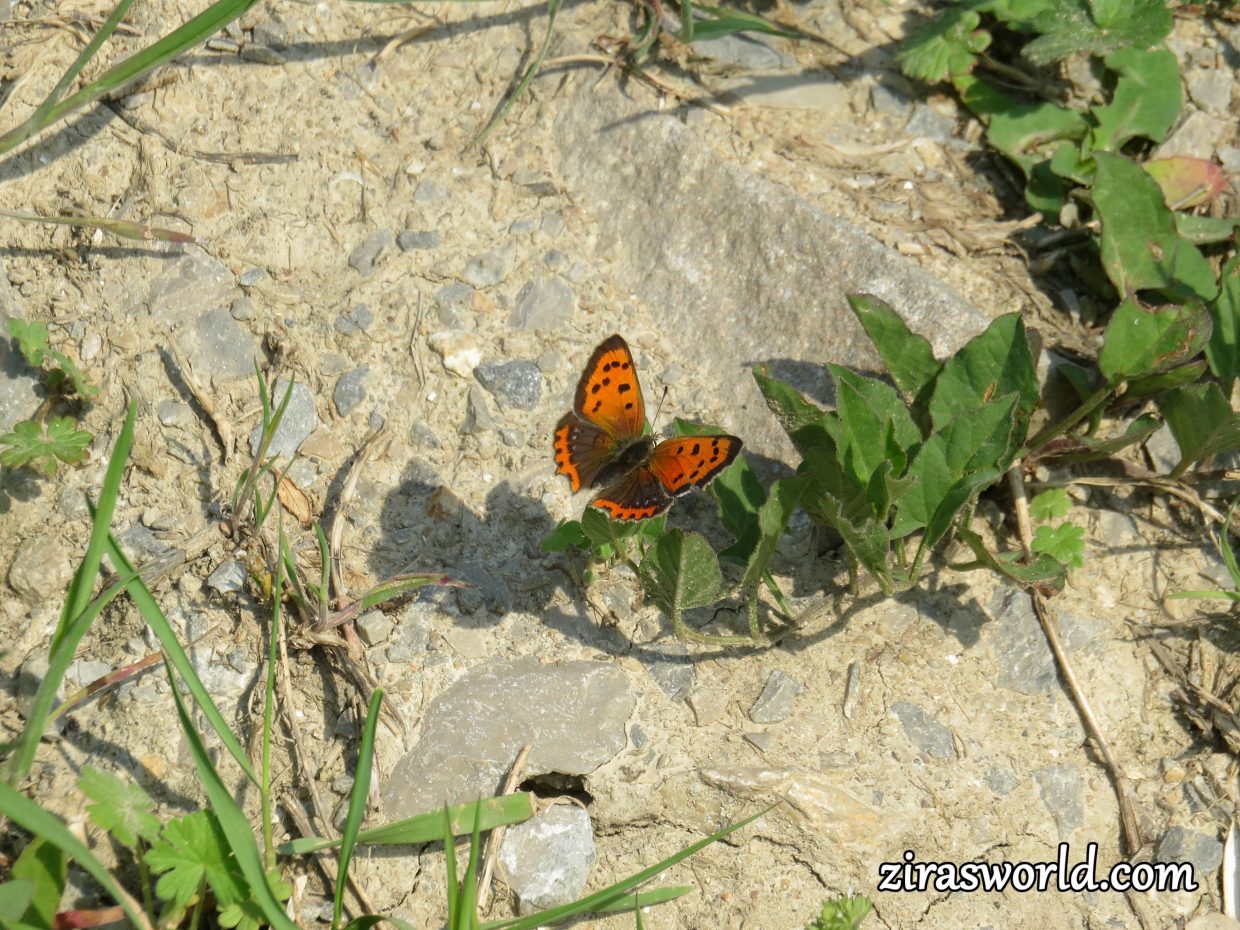 Lycaena Phlaeas