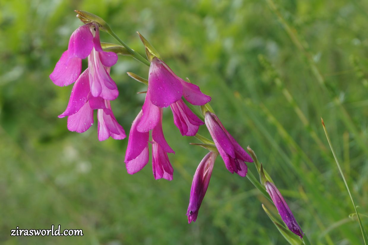 Gladiolus Palustris