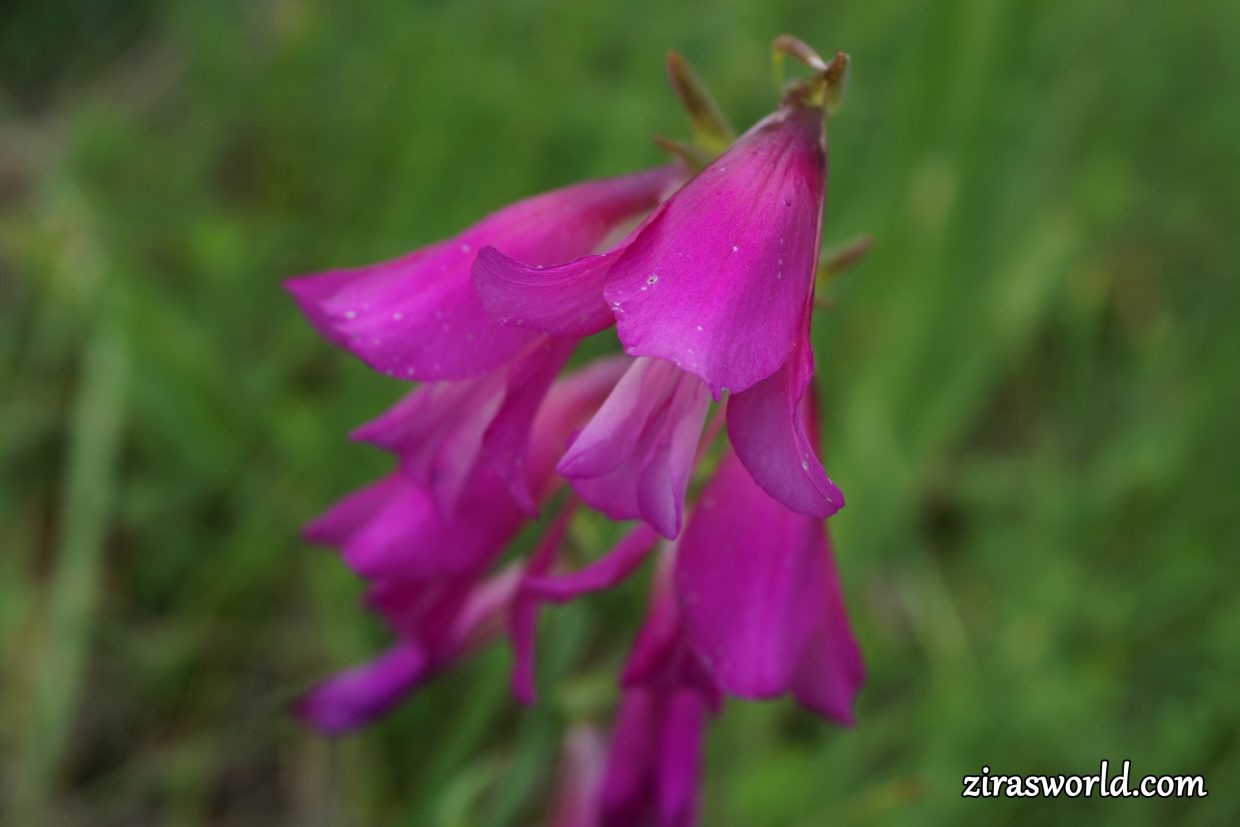 Gladiolus Palustris