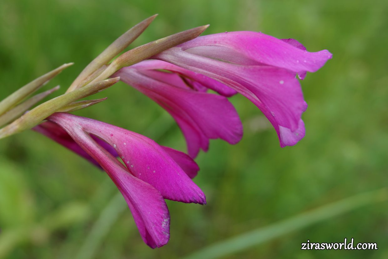 Gladiolus Palustris