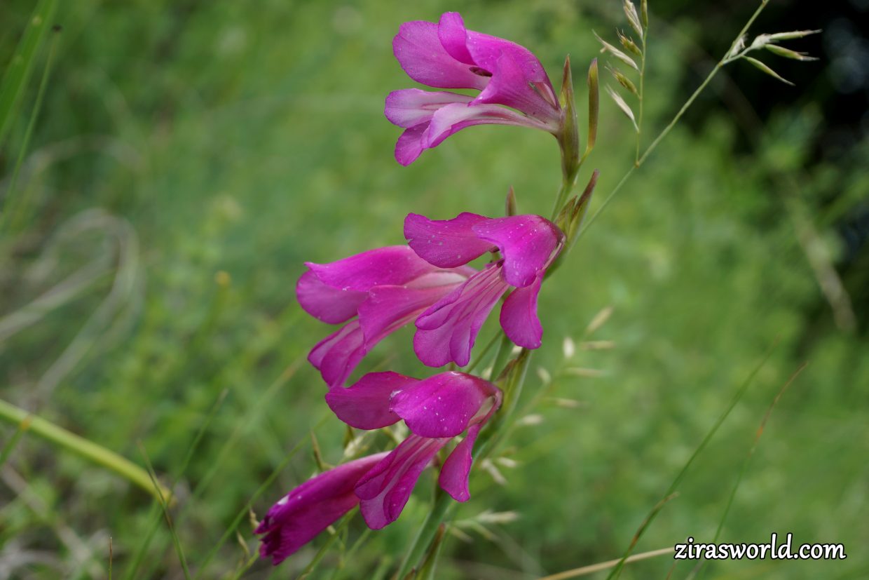Gladiolus Palustris